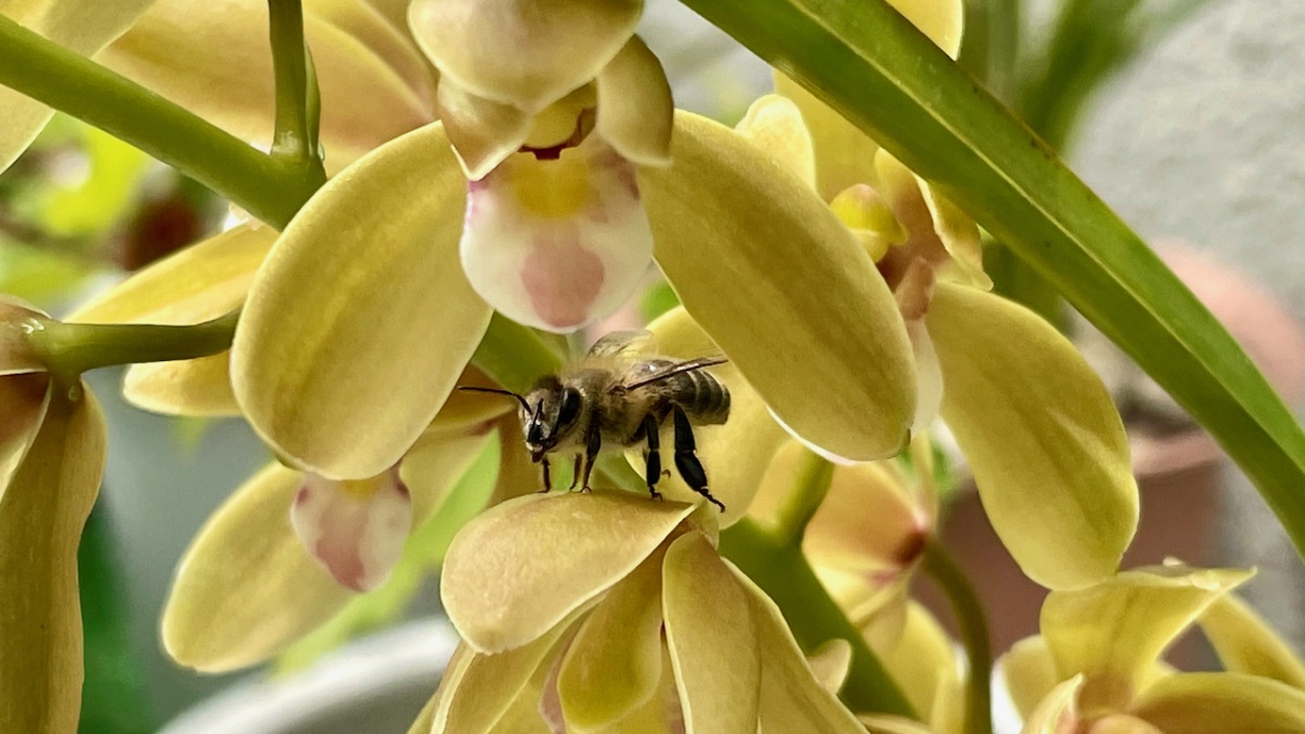 orchid flowers and bees